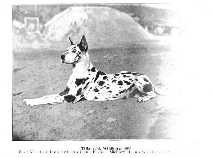 Tilla vd Wildburg